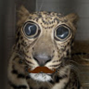 Meet your Posher, Mia